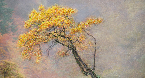 Poster that has the text 'Christmas Craft at the Auld Kirk Museum 15 November - 18 December 2025 a mixed exhibition of locally created art work including ceramics, glass, wood, and other hand made crafts'